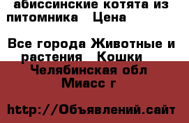 абиссинские котята из питомника › Цена ­ 15 000 - Все города Животные и растения » Кошки   . Челябинская обл.,Миасс г.